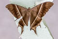 Tropical Swallowtail Moth Lyssa zampa