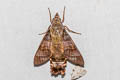 Macroglossum corythus