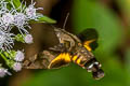 Macroglossum pyrrhosticta