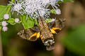 Macroglossum pyrrhosticta