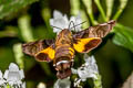 Macroglossum sitiene