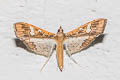 Mung Bean Moth Maruca vitrata