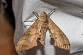 Dull Swirled Hawkmoth Marumba dyras