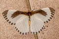 Melanothrix dryas