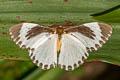 Melanothrix dryas