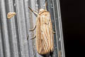 Moore's Wainscot Mythimna moorei 