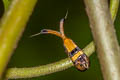 Nemophora decisella