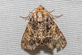 Noctuidae sp.