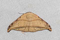 Nordstromia duplicata