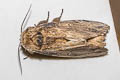 Norracoides basinotata