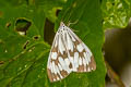 Marbled White Moth Nyctemera adversata