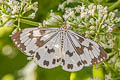 Marbled White Moth Nyctemera adversata