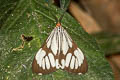 White Tiger Moth Nyctemera coleta 