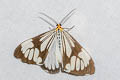 White Tiger Moth Nyctemera coleta 