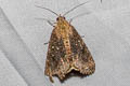 Odontodes sp.
