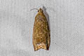 Olethreutinae sp.