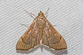 Bean-leaf Webworm Moth Omiodes indicata 