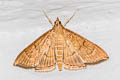 Bean-leaf Webworm Moth Omiodes indicata 