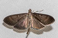 Omiodes noctescens