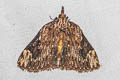 Omphalomia accersita
