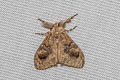 Cocoa Tussock Moth Orgyia postica