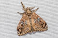 Cocoa Tussock Moth Orgyia postica