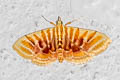 Pagyda auroralis