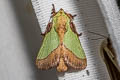 Blue-striped Nettle Grub Moth Parasa lepida