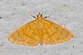 Paratalanta aureolalis