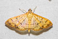 Patania balteata