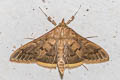 Patania sp.