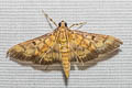 Patania sp.