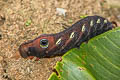 Green Pergesa Hawkmoth Pergesa acteus