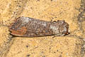 Grote's Buff-tip Phalera grotei