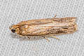 Phycitinae sp.