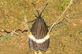 Pidorus albifascia 