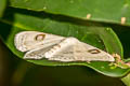 Problepsis apollinaria