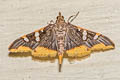 Coffee Bean Moth Prophantis adusta