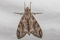 Plain Grey HawkmothPsilogramma increta 