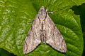 Plain Grey HawkmothPsilogramma increta 