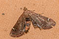 Pyralis sp. 