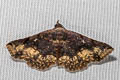 Rhesala imparata