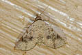 Rhesala imparata