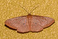 Rhodoneura plinthocroa