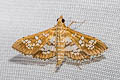 Banded Pearl Sameodes cancellalis