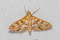 Banded Pearl Sameodes cancellalis