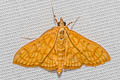 Spinosuncus aureolalis