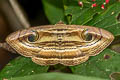 Rustic Eye Moth Spirama helicina