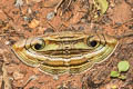 Rustic Eye Moth Spirama helicina