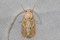 Dark Mottled Willow Spodoptera cilium 